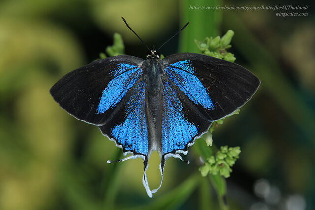 Charana mandarina mandarina