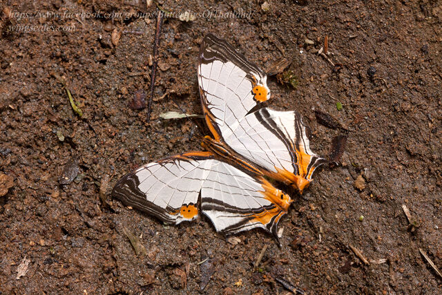 Cyrestis nivea nivalis