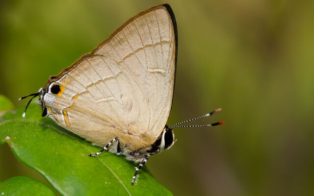 Rapala dieneces dieneces