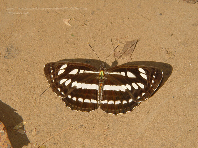 Neptis hylas kamarupa