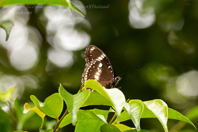 Hypolimnas bolina jacintha