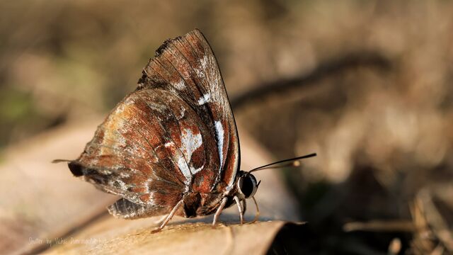 Iraota timoleon timoleon