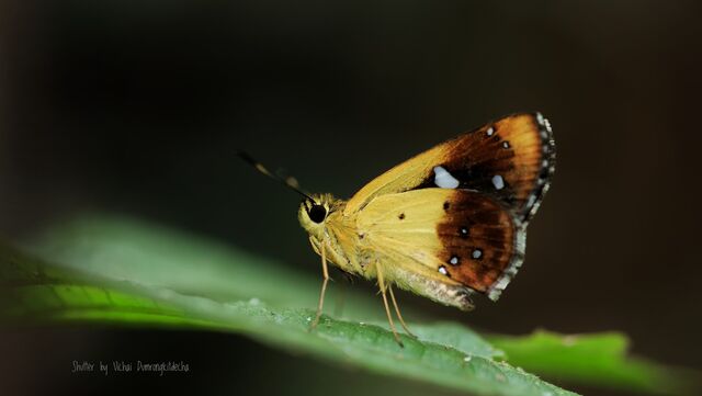 Scobura cephaloides kinka