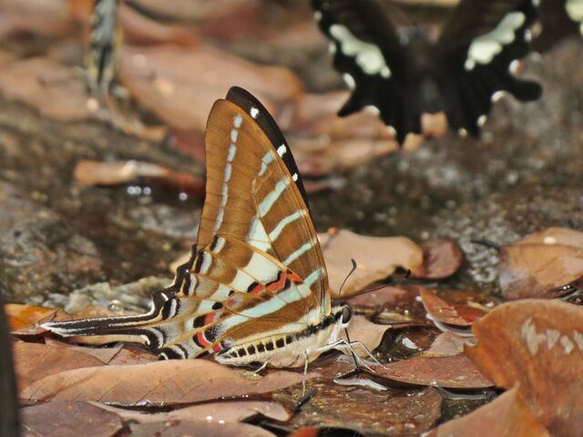 Graphium aristeus hermocrates