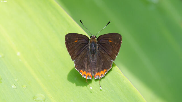 Heliophorus ila nolus