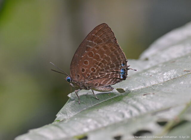 Arhopala vihara hirava
