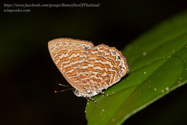 Poritia sumatrae sumatrae