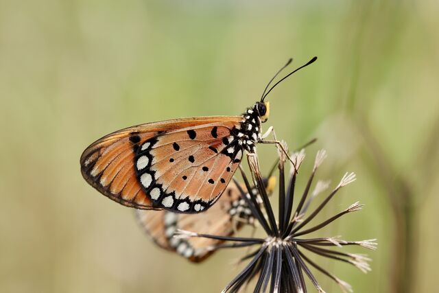 Acraea terpsicore