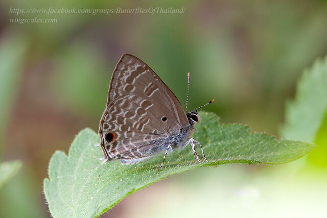 Anthene lycaenina lycambes