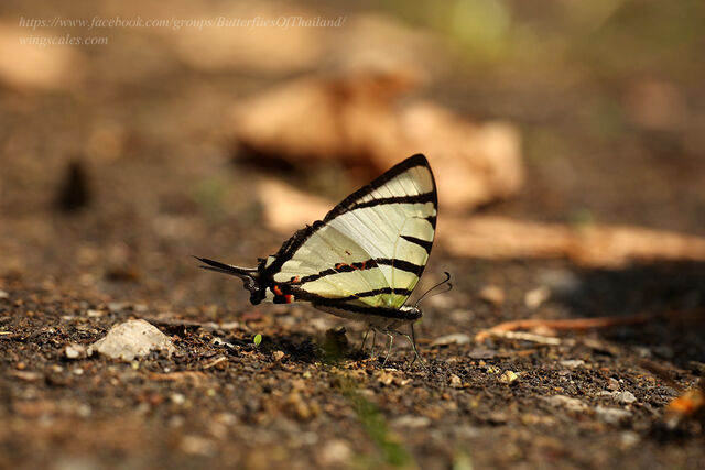 Graphium agetes agetes