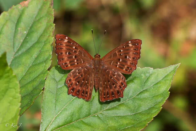 Zemeros flegyas allica