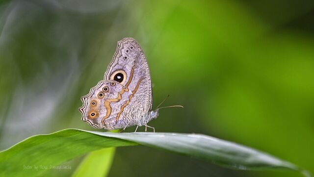 Erites medura rotundata