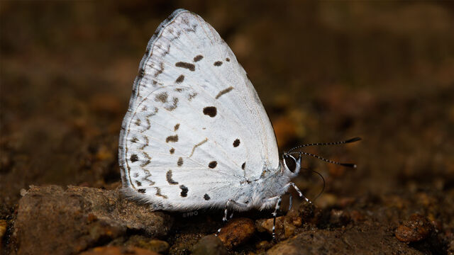 Acytolepis puspa gisca