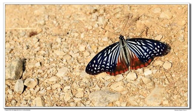 Hestinalis nama nama