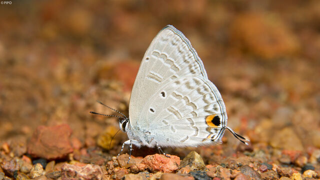 Catochrysops panormus exiguus