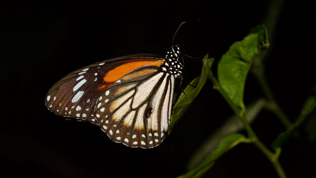 Danaus melanippus hegesippus