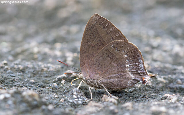 Amblypodia anita anita