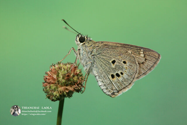 Suastus gremius gremius