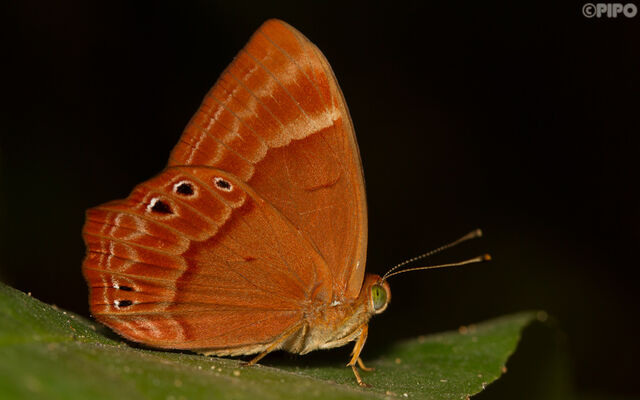 Abisara bifasciata angulata