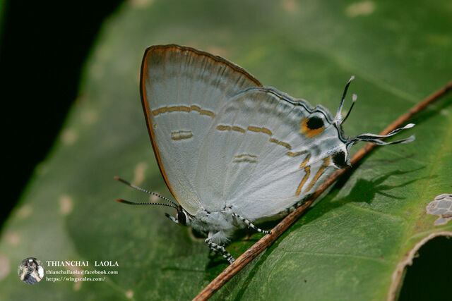 Hypolycaena erylus himavantus