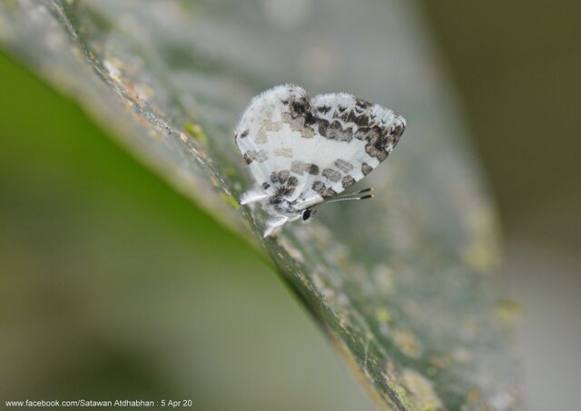 Taraka mahanetra mahanetra