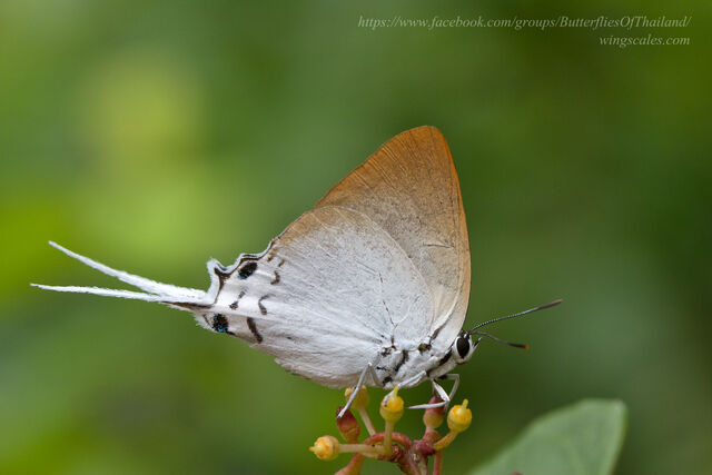 Jacoona anasuja nigerrima