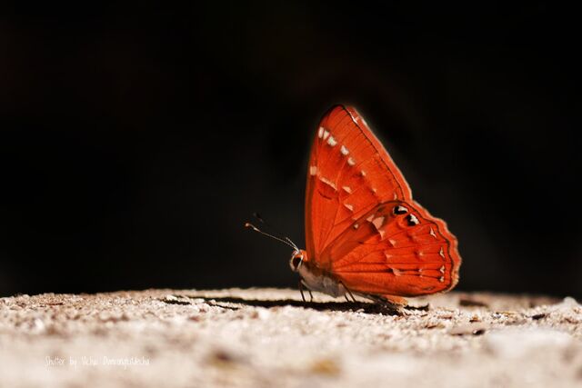 Sibosia burnii timaeus