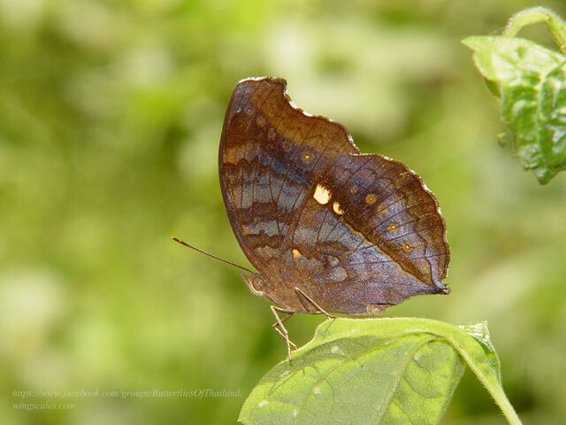 Junonia iphita iphita