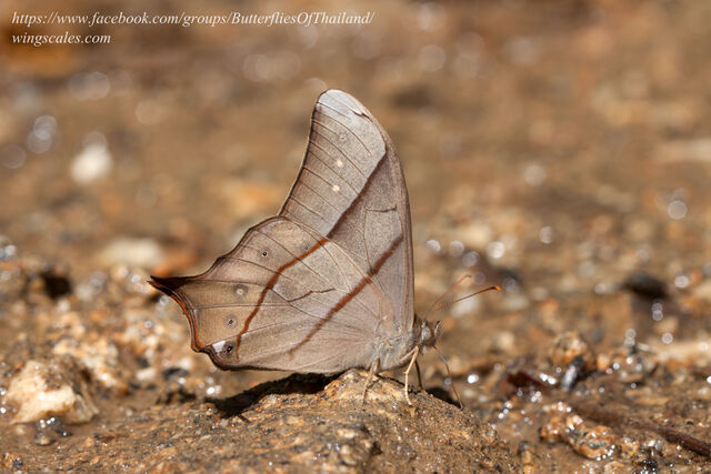 Lethe sinorix sinorix