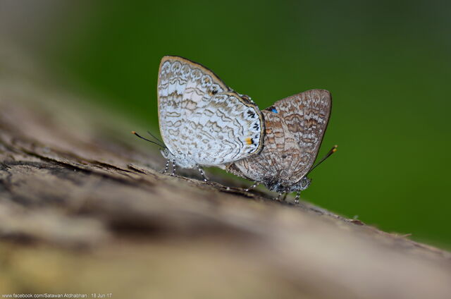Poritia erycinoides phraatica