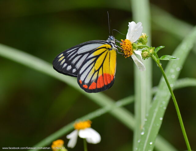 Delias hyparete metarete