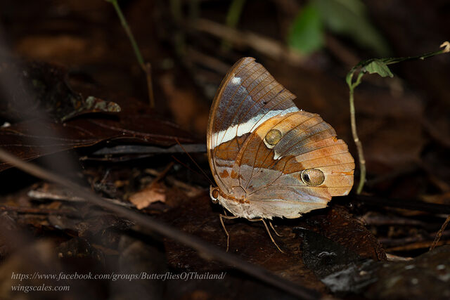 Thauria aliris pseudaliris