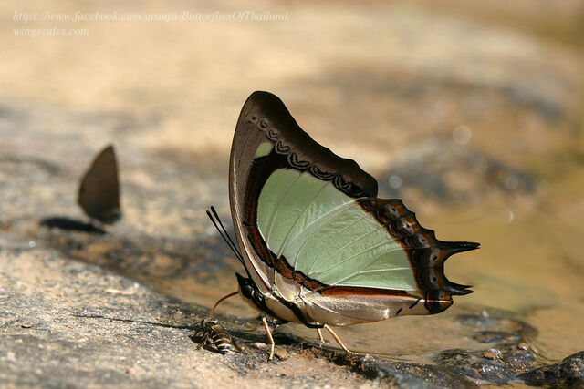 Polyura jalysus jalysus