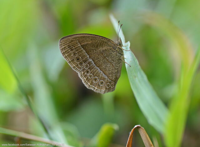 Mycalesis janardana sagittigera
