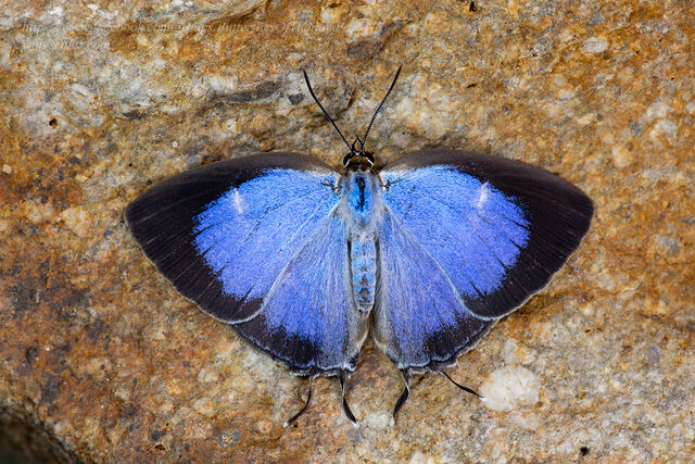 Dacalana burmana burmana