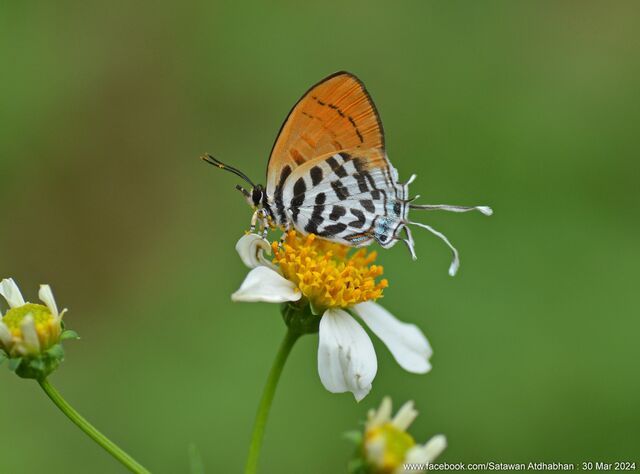 Drupadia ravindra moorei