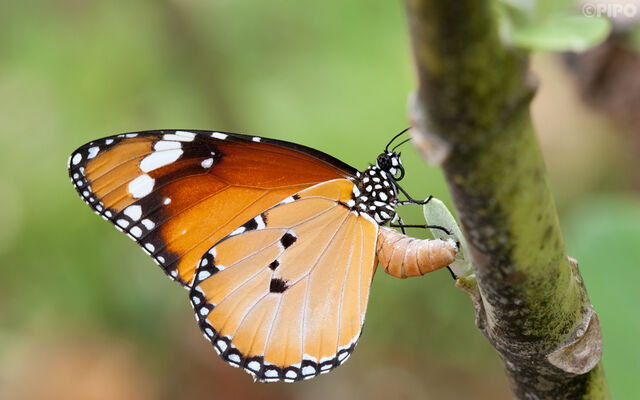 Danaus chrysippus chrysippus