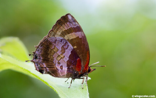 Flos apidanus ahamus