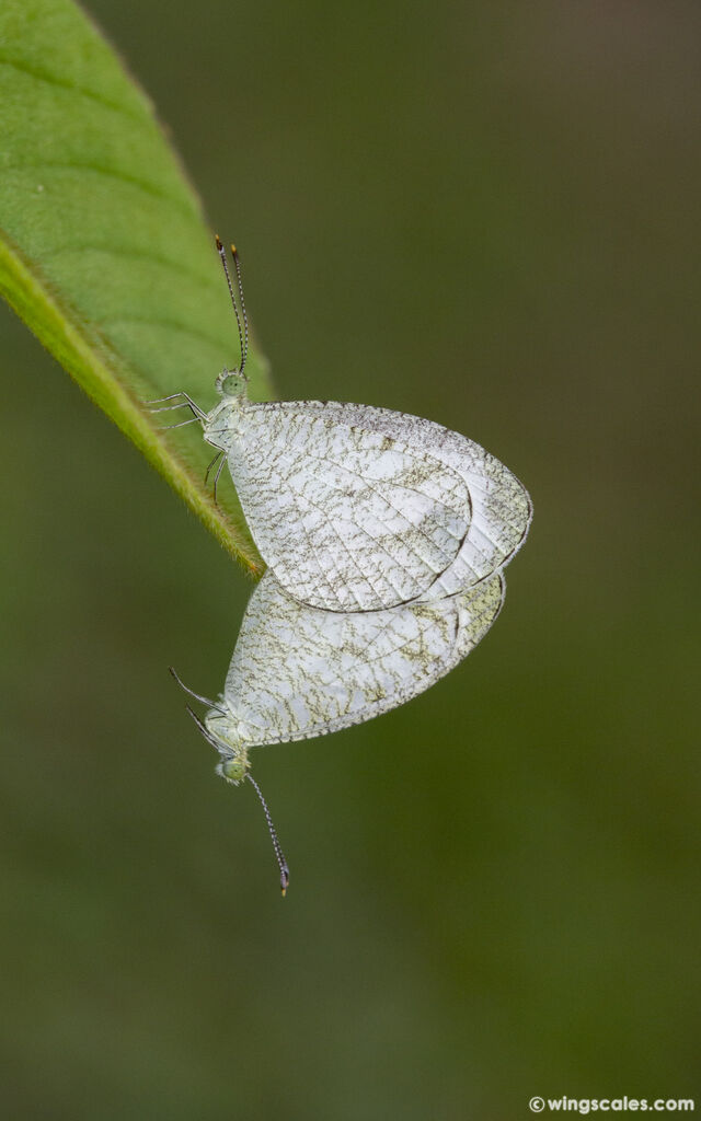 Leptosia nina nina