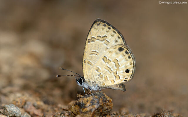 Prosotas lutea sivoka