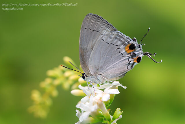Tajuria cippus cippus