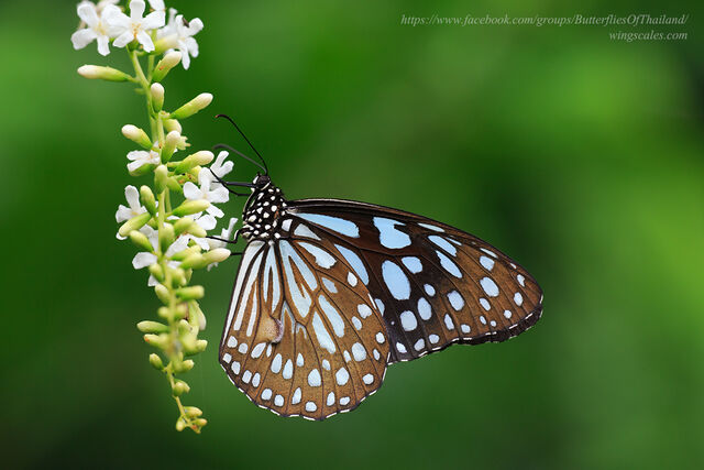 Tirumala limniace limniace