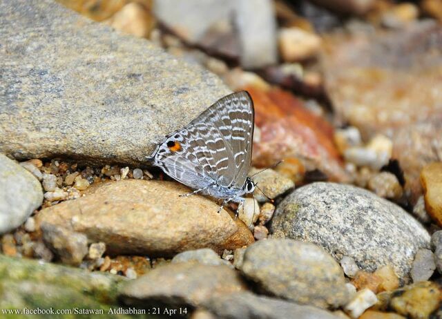 Anthene licates dusuntua