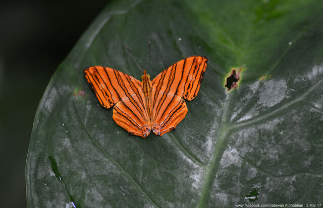 Chersonesia risa risa