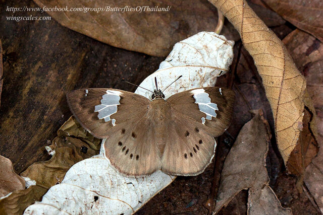 Coladenia buchananii buchananii