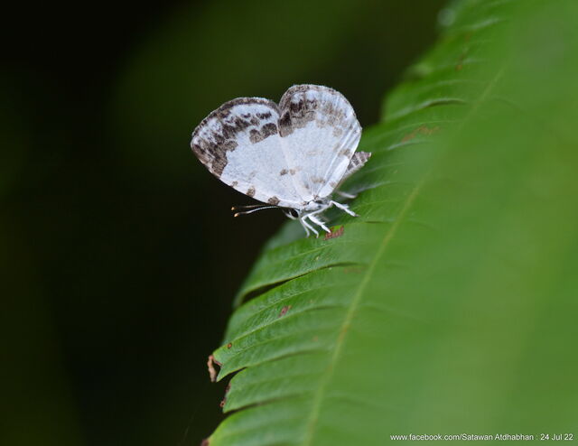 Taraka mahanetra mahanetra