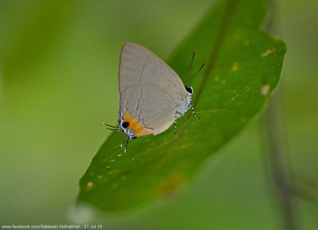 Bullis stigmata sylvicola