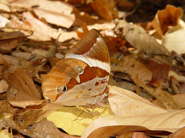 Thauria aliris intermedia