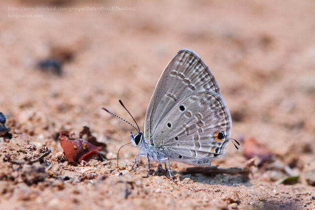 Luthrodes pandava pandava