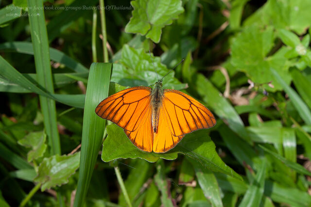 Appias nero figulina
